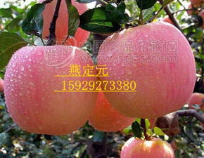 冷库红富士 批发市场里的价格优势与招商新机遇